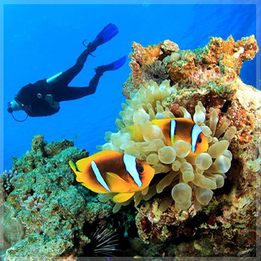 Coral Reef Conservation Specialty Hurghada