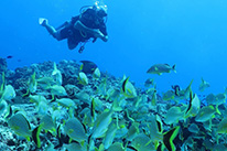 10 Days Dive Package