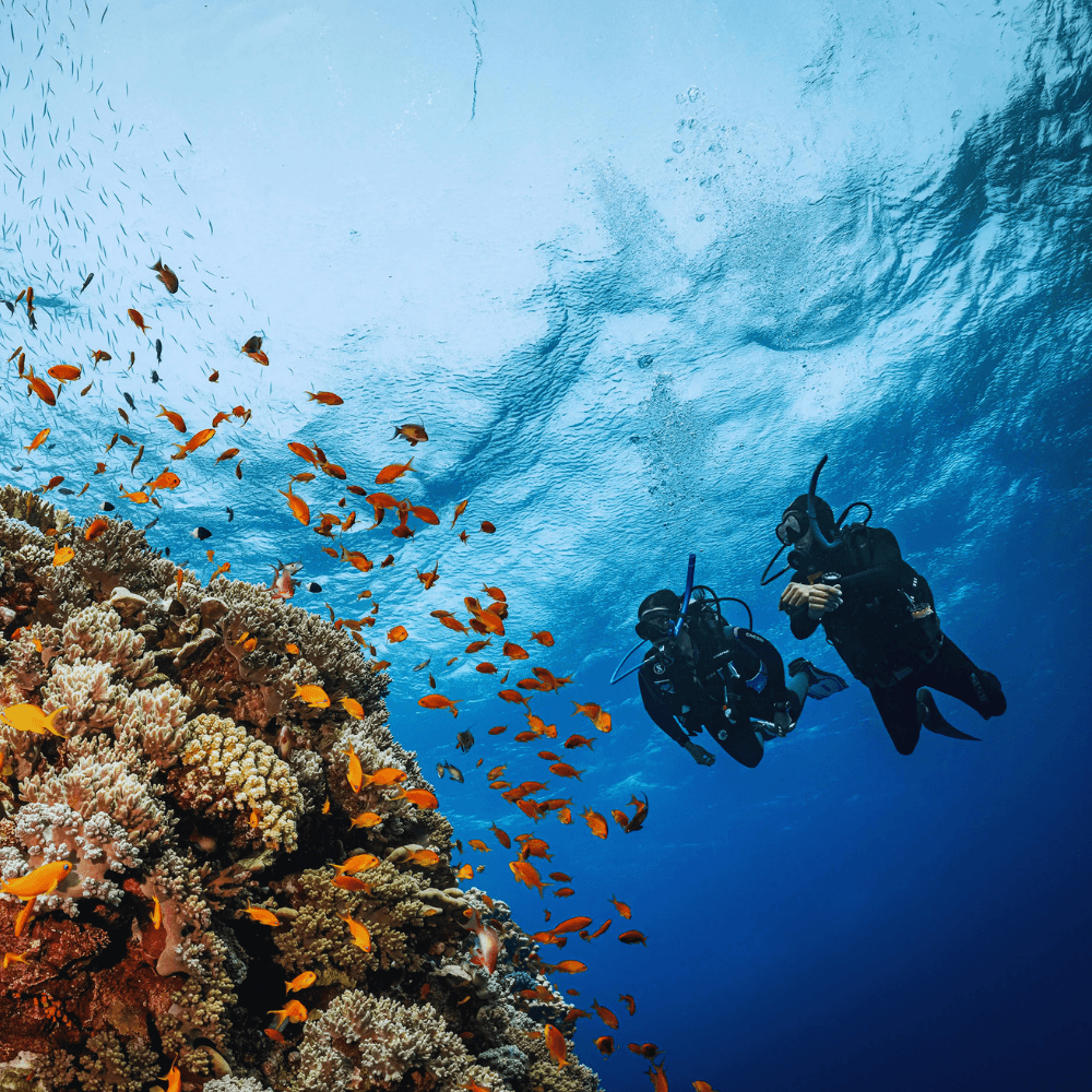 Underwater diving at Piano Diving Club