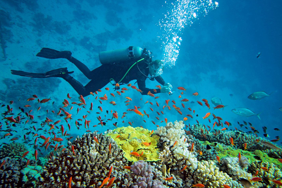 PADI Coral Reef Conversation Spezialkurs