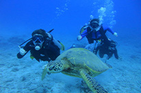 5 Days Dive Package